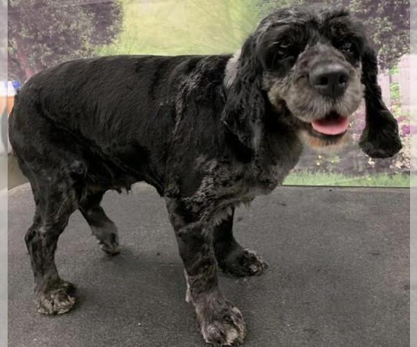 Medium Photo #4  Puppy For Sale in , 