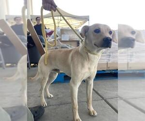 Labrador Retriever Dogs for adoption in Bakersfield, CA, USA