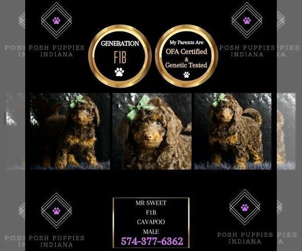 Medium Photo #32 Cavapoo Puppy For Sale in WARSAW, IN, USA
