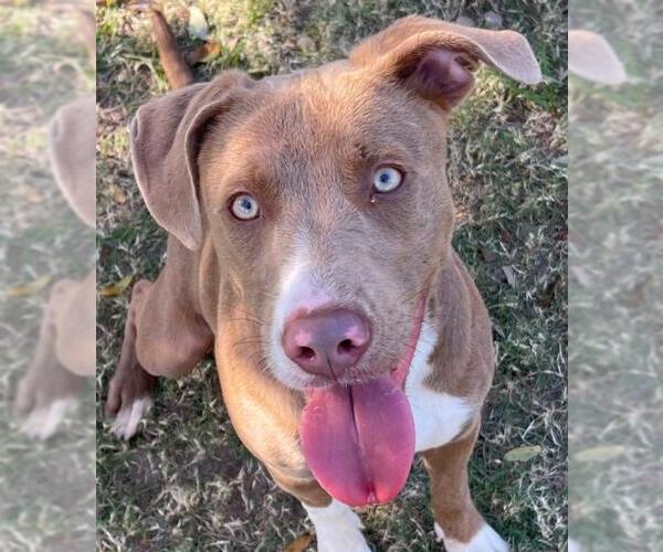 Medium Photo #2 Pointer-Unknown Mix Puppy For Sale in Texas City, TX, USA