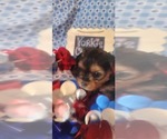 Small #2 Yorkshire Terrier