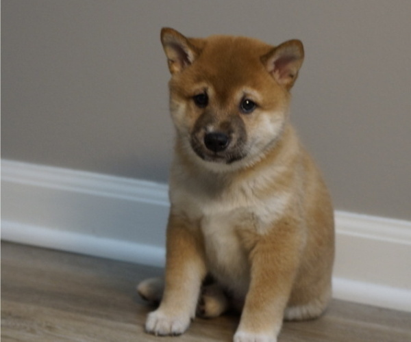 Medium Photo #23 Shiba Inu Puppy For Sale in CARPENTERSVILLE, IL, USA