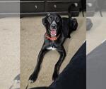Small #3 Great Dane-Poodle (Miniature) Mix