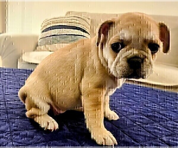 Medium Photo #2 French Bulldog Puppy For Sale in CHINO HILLS, CA, USA
