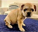 Small Photo #42 French Bulldog Puppy For Sale in CHINO HILLS, CA, USA