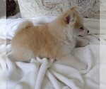 Small Photo #3 Pomsky Puppy For Sale in ORANGE PARK, FL, USA