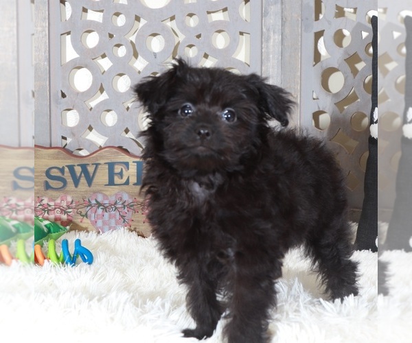Medium Photo #3 Pomeranian-Poodle (Toy) Mix Puppy For Sale in MOUNT VERNON, OH, USA
