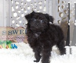 Small #2 Pomeranian-Poodle (Toy) Mix