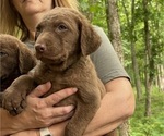 Small #2 Chesapeake Bay Retriever
