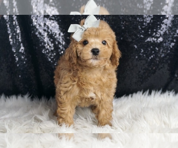 Medium Photo #4 Poodle (Toy) Puppy For Sale in WARSAW, IN, USA