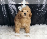 Small #3 Poodle (Toy)