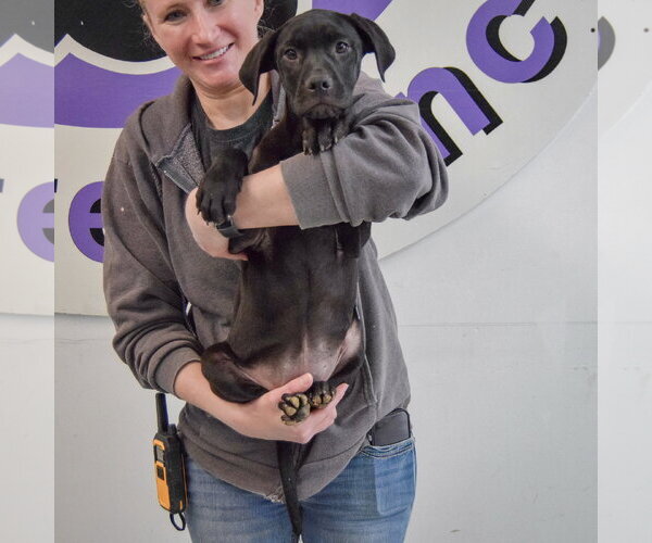 Medium Photo #4 American Staffordshire Terrier-Unknown Mix Puppy For Sale in Huntley, IL, USA