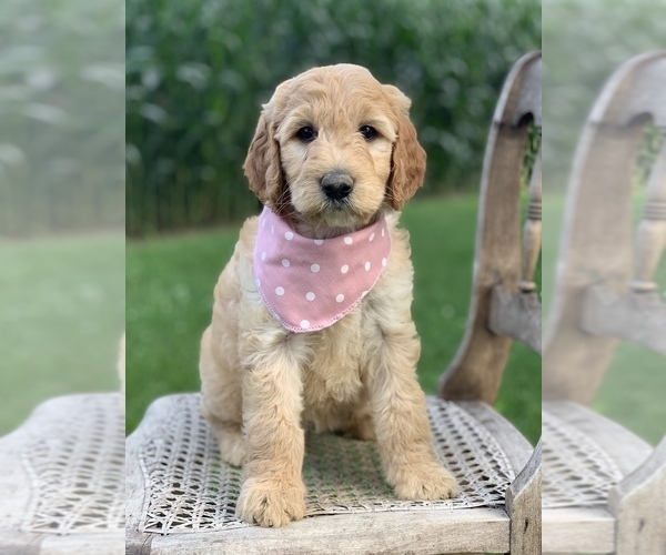 Medium Photo #3 Irish Doodle Puppy For Sale in WOOSTER, OH, USA
