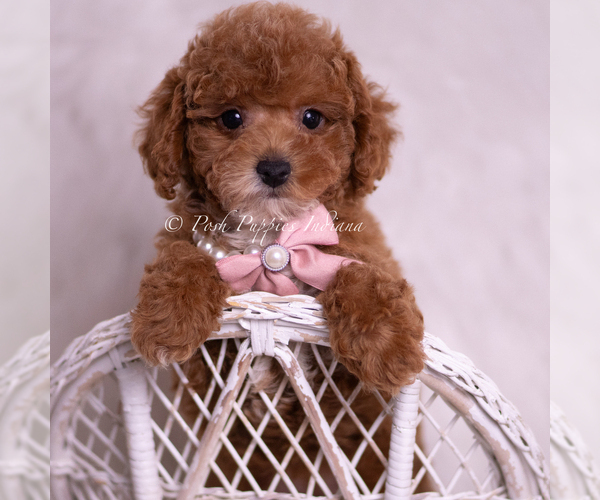 Medium Photo #6 Maltipoo (Miniature) Puppy For Sale in WARSAW, IN, USA