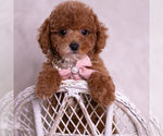 Small #5 Maltipoo (Miniature)
