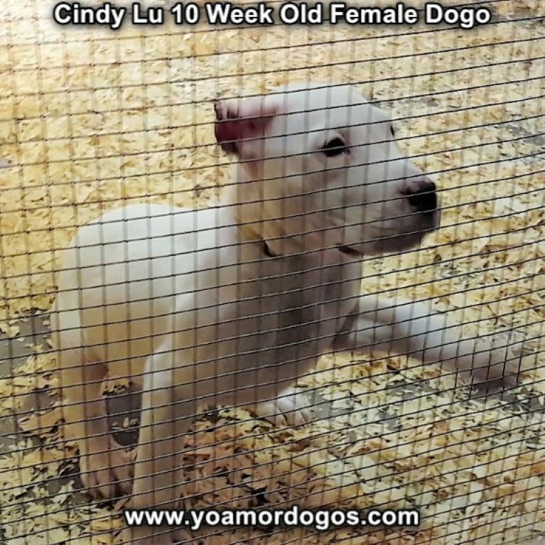 Medium Photo #92 Dogo Argentino Puppy For Sale in PINEVILLE, MO, USA