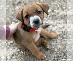 Mutt Dogs for adoption in Spring Lake, NC, USA