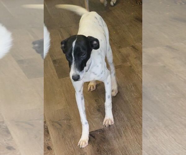 Medium Photo #1 Dalmatian-Unknown Mix Puppy For Sale in Carrollton, TX, USA