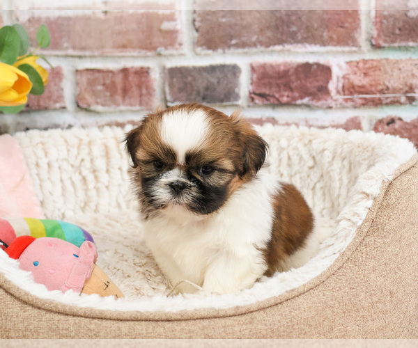 Medium Photo #4 Shih Tzu Puppy For Sale in SYRACUSE, IN, USA