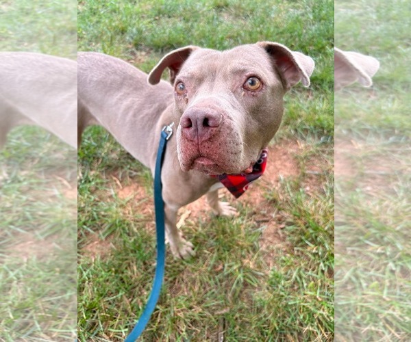 Medium Photo #3 American Pit Bull Terrier-Staffordshire Bull Terrier Mix Puppy For Sale in Holly Springs, NC, USA