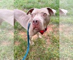Small #2 American Pit Bull Terrier-Staffordshire Bull Terrier Mix