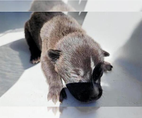 Medium Photo #1 German Shepherd Dog-Unknown Mix Puppy For Sale in Houston, TX, USA