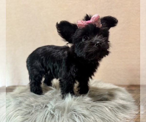 Medium Photo #2 YorkiePoo Puppy For Sale in NAPPANEE, IN, USA