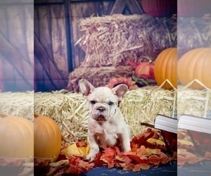 French Bulldog Puppy for Sale in MODESTO, California USA