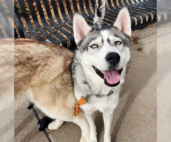 Medium Photo #3 Siberian Husky Puppy For Sale in Omaha, NE, USA