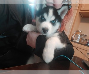 Siberian Husky Puppy for sale in KOUTS, IN, USA