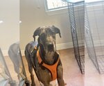 Small Photo #3 Great Dane Puppy For Sale in Bolivar, MO, USA