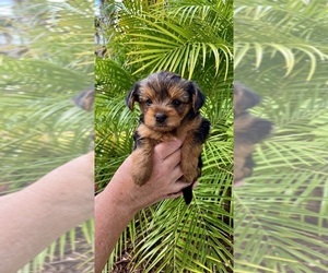Yorkshire Terrier Puppy for sale in NORTH VENICE, FL, USA