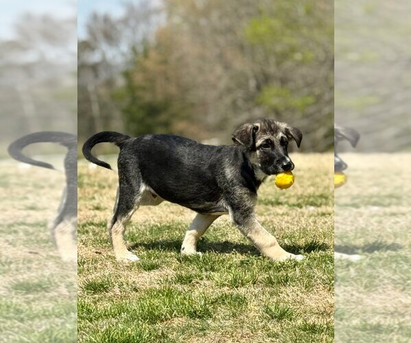 Medium Photo #2 Shepradors Puppy For Sale in Lawrenceville, NJ, USA