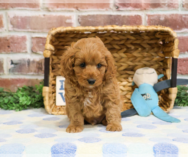 Medium Photo #3 Cavapoo (Miniature) Puppy For Sale in SYRACUSE, IN, USA