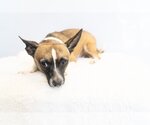 Small Photo #3 Rat Terrier-Unknown Mix Puppy For Sale in Studio City, CA, USA