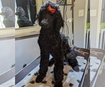 Small #27 Poodle (Standard)