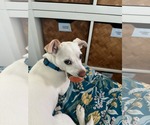 Small Photo #15 Mutt Puppy For Sale in Escondido, CA, USA