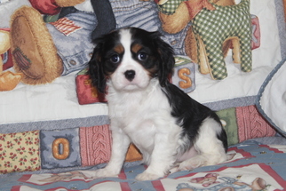 Cavalier King Charles Spaniel Puppy for sale in FRESNO, OH, USA