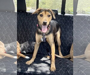 Labrador Retriever-Unknown Mix Dogs for adoption in Sanford, FL, USA