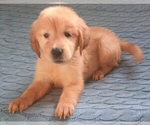 Golden Retriever Puppy for sale in POMONA PARK, FL, USA