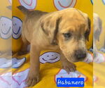 Small #1 Catahoula Leopard Dog Mix