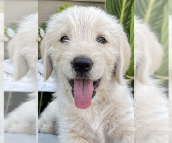 Medium Photo #1 Goldendoodle Puppy For Sale in REIDSVILLE, NC, USA