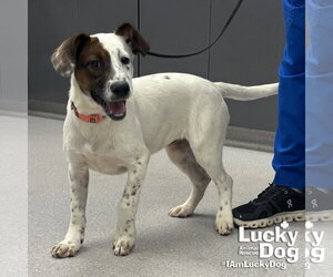 Labrador Retriever-Unknown Mix Dogs for adoption in Washington, DC, USA