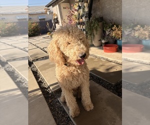 Father of the Poodle (Standard) puppies born on 07/01/2025
