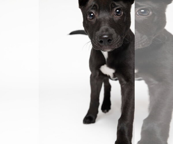 Medium Photo #3 American Staffordshire Terrier-Labrador Retriever Mix Puppy For Sale in Holly Springs, NC, USA