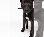 Small #2 American Staffordshire Terrier-Labrador Retriever Mix
