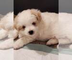 Puppy 1 Poodle (Toy)-Shiranian Mix