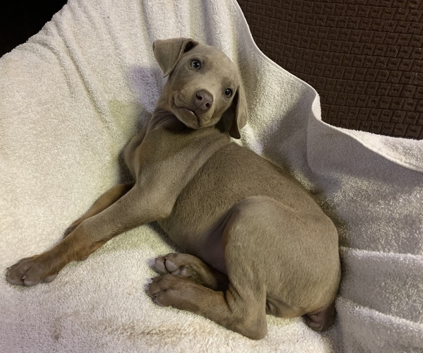 Medium Photo #2 Doberman Pinscher Puppy For Sale in BRISTOL, CT, USA