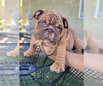 Puppy 1 English Bulldog