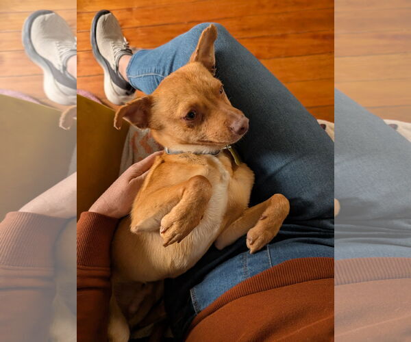 Medium Photo #2 Chihuahua Puppy For Sale in Sandy, UT, USA